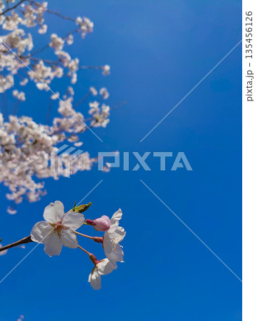 青空に映える桜 135456126