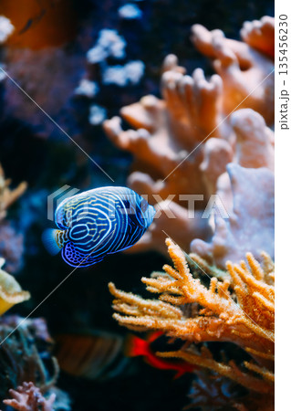 Pomacanthus navarchus blue angel sea fish in aquarium 135456230