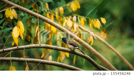 Red-vented bulbul cleaning beak on branch with yellow flowers, morning light, Sri Lanka birdwatch Red-vented bulbul cleaning beak on branch with yellow flowers, morning light, Sri Lanka birdwatch 135456246