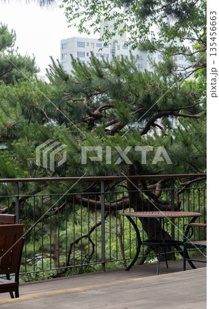 Outdoor terrace with wooden seating and table, with pine trees on the background. 135456663