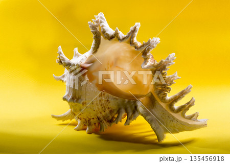 Sea shell on a yellow background Sea shell on a yellow background 135456918