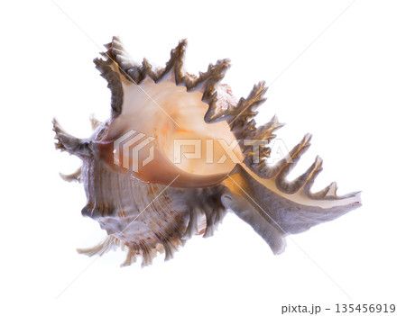 Sea shell on a white background Sea shell on a white background 135456919