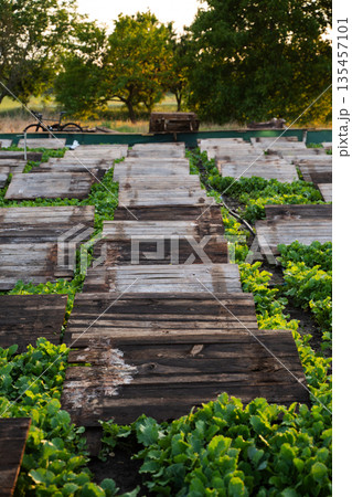 Snail farm with aligned wooden shelters over vegetation, heliciculture infrastructure and organic rural farming scene Snail farm with aligned wooden shelters over vegetation, heliciculture infrastructure and organic rural farming scene 135457101