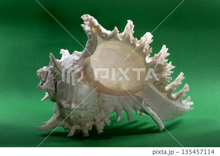 Sea shell on a green background Sea shell on a green background 135457114