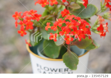 鉢植えの赤色のカランコエの花 鉢植えの赤色のカランコエの花 135457129
