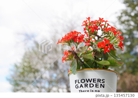 鉢植えの赤色のカランコエの花 135457130