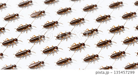 Cockroaches crawling on white background.のイラスト素材 [135457299] - PIXTA