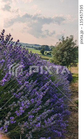 Dense rows of blooming lavender stretch into the distance, bathed in warm evening light, with trees and soft clouds completing the tranquil rural landscape. 135457595