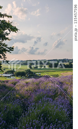 Lavender Fields and Countryside View at Sunset Lavender Fields and Countryside View at Sunset 135457596