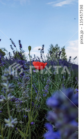 A single red poppy stands out among blooming lavender under a blue summer sky. The vivid contrast of colors highlights the delicate beauty of wildflowers in nature. A single red poppy stands out among blooming lavender under a blue summer sky. The vivid contrast of colors highlights the delicate beauty of wildflowers in nature. 135457598