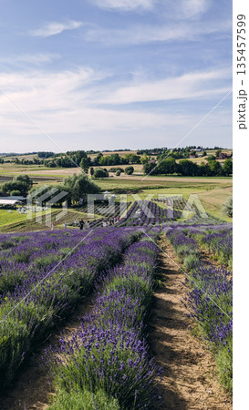 Lavender Land with Visitors and Farmland View 135457599