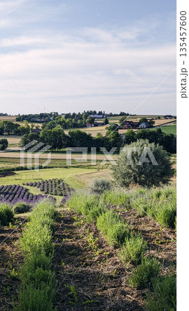 Lavender Landscape with Young Plants and Farmland Lavender Landscape with Young Plants and Farmland 135457600