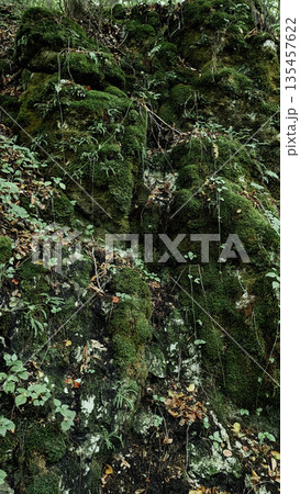 Moss-Covered Rocks in a Shaded Forest 135457622
