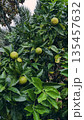 Green Citrus Fruit Tree After Rain 135457632