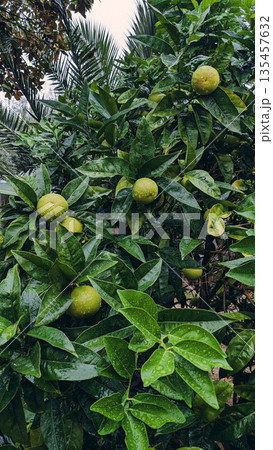 Green Citrus Fruit Tree After Rain 135457632
