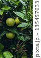 Green Citrus Fruit Tree After Rain 135457633