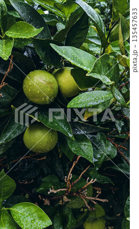 Green Citrus Fruit Tree After Rain 135457633