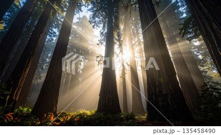 Autumn Fog in Redwood Forest . Nature Concept. Generated Image 135458490