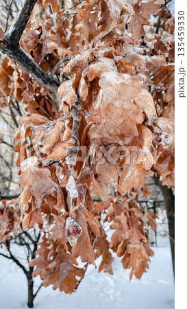 Close-up of dry brown oak leaves encased in a thick layer of clear ice after a winter ice storm. 135459330