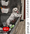 Wet small dog standing in grooming tub during bath indoors 135459349