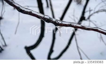 Intricate network of tree branches covered in a thick layer of glistening ice against white snow. 135459363