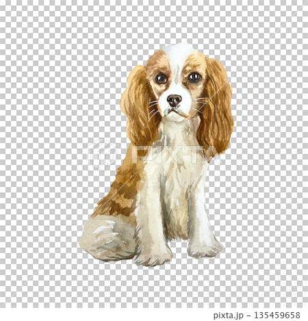 Small Cavalier King Charles Spaniel. Hand drawn watercolor illustration of a dog, isolated. Perfect for birthday cards, dog show invitations, food packaging labels and clothing. 135459658
