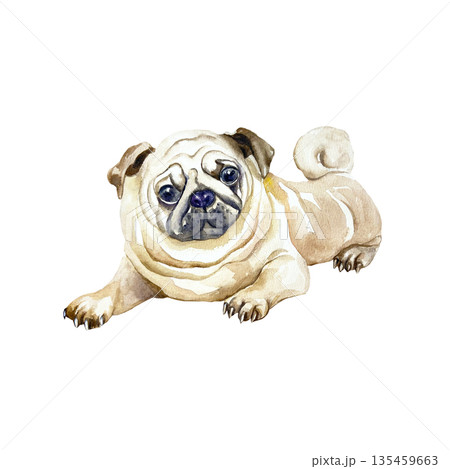Beige pug. Hand drawn watercolor illustration of a dog isolated on white. Suitable for birthday cards, dog show invitations, dog food labels, toys and clothing. 135459663