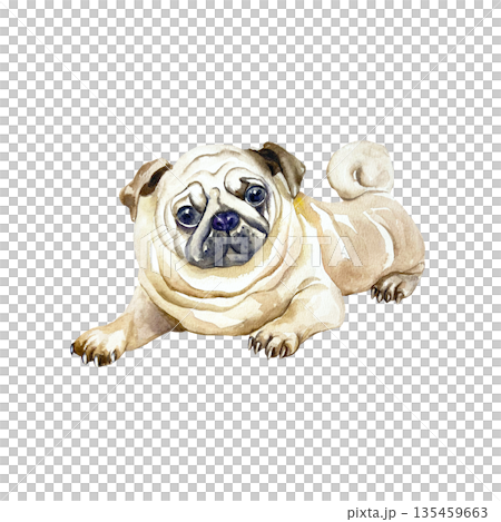 Beige pug. Hand drawn watercolor illustration of a dog isolated on white. Suitable for birthday cards, dog show invitations, dog food labels, toys and clothing. 135459663