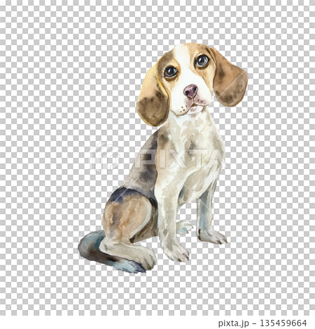 Dog Beagle, sitting. Hand drawn watercolor illustration isolated. Suitable for greeting cards, dog show invitations, labels for food packaging, toys and clothing. Dog Beagle, sitting. Hand drawn watercolor illustration isolated. Suitable for greeting cards, dog show invitations, labels for food packaging, toys and clothing. 135459664