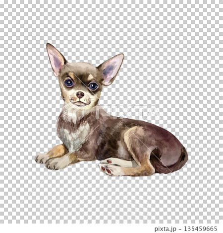 Small dog lying down. Hand drawn watercolor illustration of a Chihuahua, isolated. Suitable for birthday cards, dog show invitations, food packaging labels and clothing. Small dog lying down. Hand drawn watercolor illustration of a Chihuahua, isolated. Suitable for birthday cards, dog show invitations, food packaging labels and clothing. 135459665