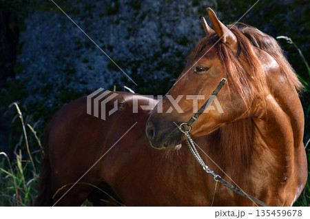 portrait of beautiful chestnut stallion with long mane posing against rock wall portrait of beautiful chestnut stallion with long mane posing against rock wall 135459678