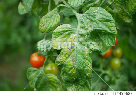 Tomato leaves late blight Phytophthora infestans affected Solanum lycopersicum by early potato blight alternamia fungus, left mold Passalora fulva types and Mosaic virus. Leaf spot disease, curling 135459688