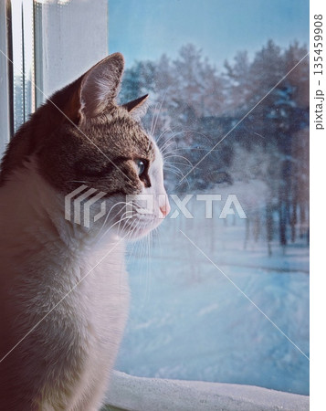 Cat Looking Out Window at Winter Snow. Curious cat with whiskers gazes through foggy window at snowy winter landscape with trees and cars. Cozy pet scene. Cat Looking Out Window at Winter Snow. Curious cat with whiskers gazes through foggy window at snowy winter landscape with trees and cars. Cozy pet scene. 135459908