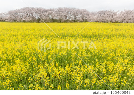 雨|藤原宮跡に広がる菜の花と桜 雨|藤原宮跡に広がる菜の花と桜 135460042
