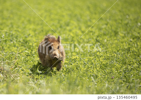 Young Wild boar, Sus scrofa, in the green field, Czech republic, wild pig in summer. Wildlife scene from nature. 135460495