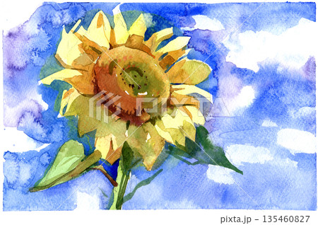 Watercolor painting of a bright sunflower against a blue sky 135460827