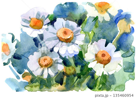 Watercolor painting of blooming daisies. Bright and fresh floral composition 135460954