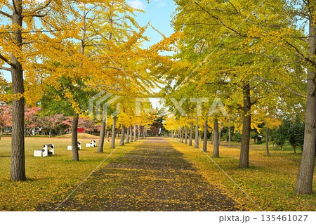 秋晴れの島見緑地公園とイチョウの木々(新潟県新潟市) 秋晴れの島見緑地公園とイチョウの木々(新潟県新潟市) 135461027