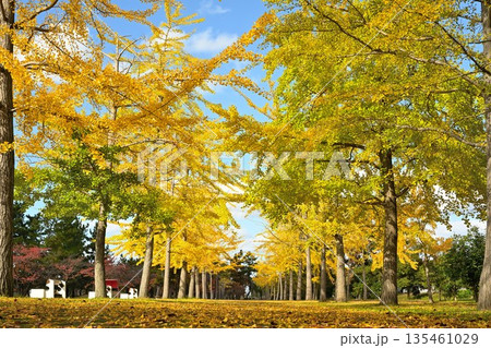 秋晴れの島見緑地公園とイチョウの木々(新潟県新潟市) 秋晴れの島見緑地公園とイチョウの木々(新潟県新潟市) 135461029