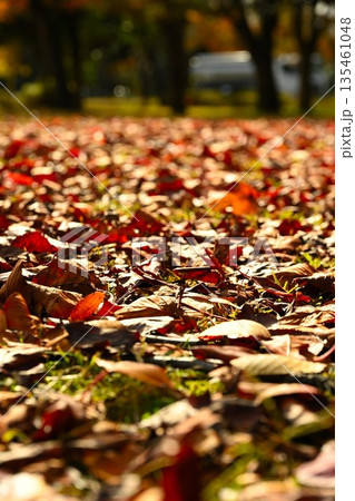秋の公園に積もる落ち葉の風景 135461048