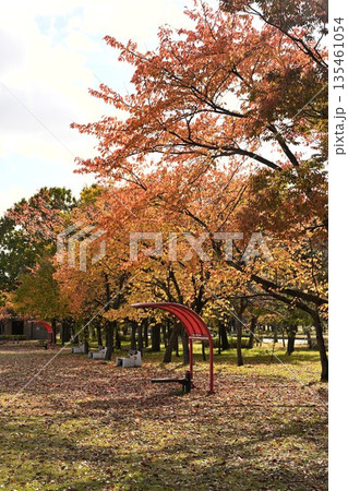 秋空の下に続く島見緑地公園の紅葉並木（新潟県新潟市） 135461054