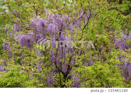 春の森に咲く野生の紫の藤の花 135461180