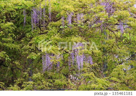 春の森に咲く野生の紫の藤の花 春の森に咲く野生の紫の藤の花 135461181