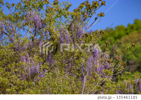 春の森に咲く野生の紫の藤の花 春の森に咲く野生の紫の藤の花 135461185