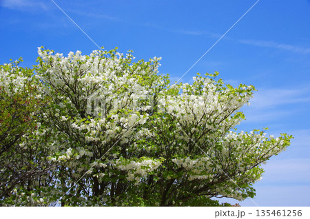 シロヤシオ《三重県 御在所岳》 135461256