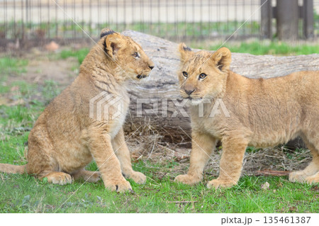 仲良しライオンの子の兄弟 仲良しライオンの子の兄弟 135461387