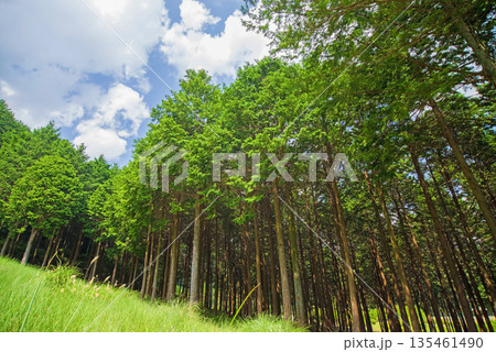 ひのきの森《三重県民の森》 135461490