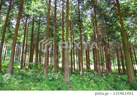 ひのきの森《三重県民の森》 ひのきの森《三重県民の森》 135461491