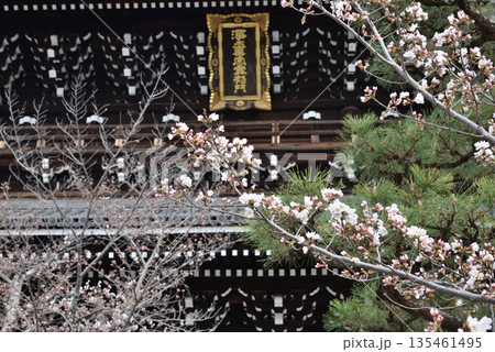 金戒光明寺 サクラと山門(京都市左京区) 金戒光明寺 サクラと山門(京都市左京区) 135461495
