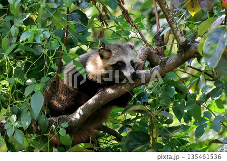 樹上で休むホンドタヌキ 樹上で休むホンドタヌキ 135461536
